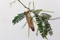 Cocoon of the caterpillar hanging from a tree