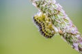 cocoon of a caterpillar that will transform into a beautiful butterfly Royalty Free Stock Photo