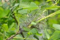 Caterpillar threads and protective cocoons on a tree branch Royalty Free Stock Photo