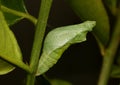 Cocoon or chrysalis of a common lime butterfly, papilio demoleus