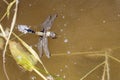 Cocoon of a dragonfly larva bug close dragon