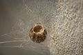 Cocoon or Egg Case of Wasp Spider Argiope Bruenichii. Daylight sunlight