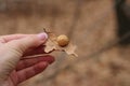 Cocoon Gaul in hand on the background of the forest