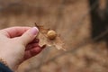 Cocoon Gaul in hand on the background of the forest