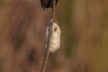 Cocoon of insect or butterfly on dry plant. Empty dry cocoon with hole from which insect has hatched. Royalty Free Stock Photo