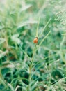 Cocoon of ladybug nature