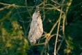 Cocoon of a moth caterpillar