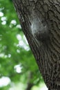 Cocoon of oak processionary caterpillars on oak trunk. Dangerous insects on a tree.