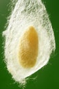 Cocoon of silkworm hanging on silk worm net