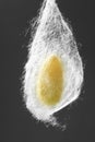 Cocoon of silkworm hanging on silk worm net