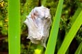 Cocoon spider nest