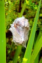 Cocoon spider nest