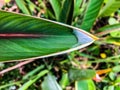 cocoon web on tropical leaf