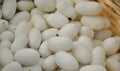 Cocoons Royalty Free Stock Photo
