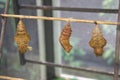 Cocoons of butterflies, pupa of insect.