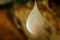 Cocoons with eggs of a spider hanging from a ceiling