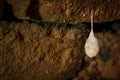 Cocoons with eggs of a spider hanging from a ceiling