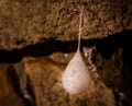 Cocoons with eggs of a spider hanging from a ceiling