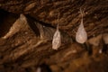 Cocoons with eggs of a spider hanging from a ceiling Royalty Free Stock Photo