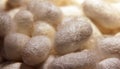 Cocoons of Mulberry silkworms Bombyx mori