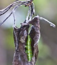 Cocoons parasite and pest pear weevils.