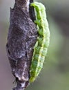 Cocoons parasite and pest pear weevils.