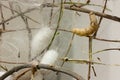 Cocoons and silkworm Royalty Free Stock Photo