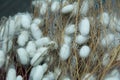 Cocoons of silkworm for silk making . Silkworm Mulberry bombyx mori in the process of producing silk during cocooning