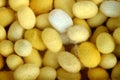 Group of yellow cocoons of silkworms