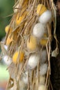 Natural silkworms cocoons sericulture breeding Royalty Free Stock Photo