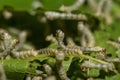 Cocoons to make yarn for Thai silk weaving. Silkworm larvae and silkworm cocoons in Thailand Royalty Free Stock Photo