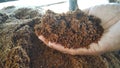 Cocopeat is a planting medium made from coconut husk.