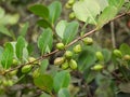 Cocoplum (Chrysobalanus icaco)