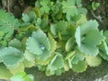 Cocor duck leaves are an ornamental plant that is often found in home gardens