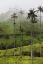 Cocora Valley Royalty Free Stock Photo