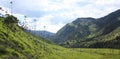 The cocora valley, Colombia