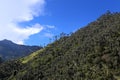 Cocora valley an enchanting landscape towered over by the famous giant wax palms. Salento, Colombia Royalty Free Stock Photo