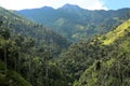 Cocora valley an enchanting landscape towered over by the famous giant wax palms. Salento, Colombia Royalty Free Stock Photo