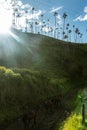 Wax palms in Cocora Park, Salento, Colombia Royalty Free Stock Photo