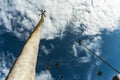 Wax palms in Cocora Park, Salento, Colombia Royalty Free Stock Photo