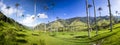 Cocora valley with giant wax palms near Salento, Colombia Royalty Free Stock Photo