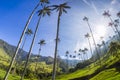 Cocora valley with giant wax palms near Salento, Colombia Royalty Free Stock Photo