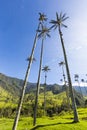 Cocora valley with giant wax palms near Salento, Colombia