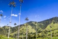 Cocora valley with giant wax palms near Salento, Colombia Royalty Free Stock Photo