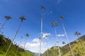 Cocora valley with giant wax palms near Salento, Colombia Royalty Free Stock Photo