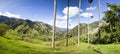 Cocora valley with giant wax palms near Salento, Colombia Royalty Free Stock Photo