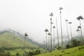 Cocora valley landscape with Ceroxylon quindiuense, wax palms Royalty Free Stock Photo