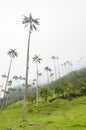 Cocora valley landscape with Ceroxylon quindiuense, wax palms Royalty Free Stock Photo