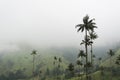 Cocora valley landscape with Ceroxylon quindiuense, wax palms Royalty Free Stock Photo