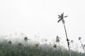 Cocora valley landscape with Ceroxylon quindiuense, wax palms Royalty Free Stock Photo